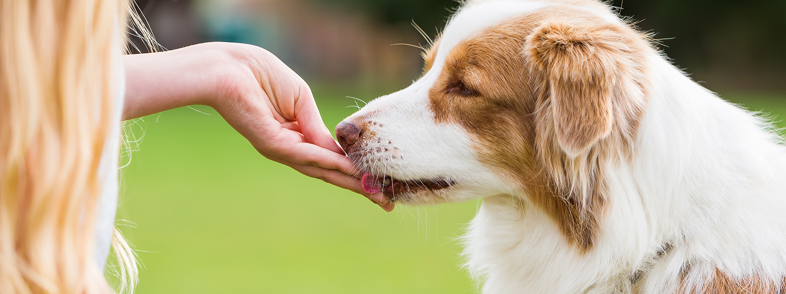 狗狗变得特别懒不愿意动,狗狗不听话该如何训练