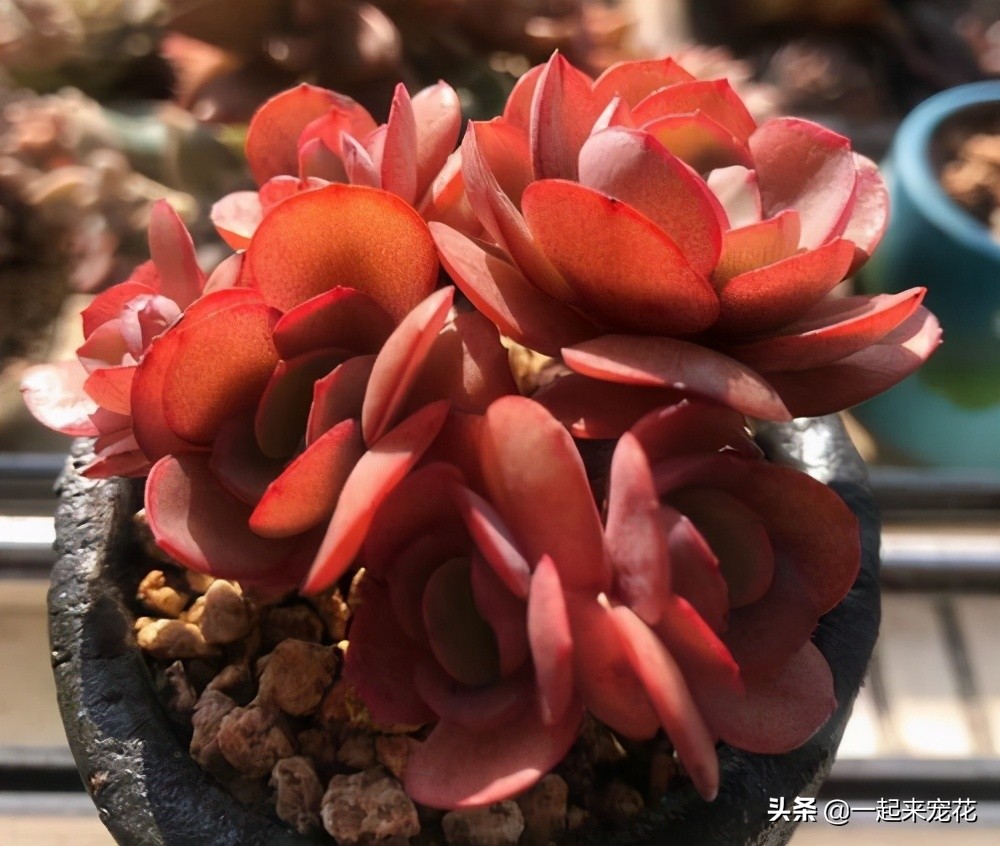 秀妍夏天可以露养吗,秀妍怎么养