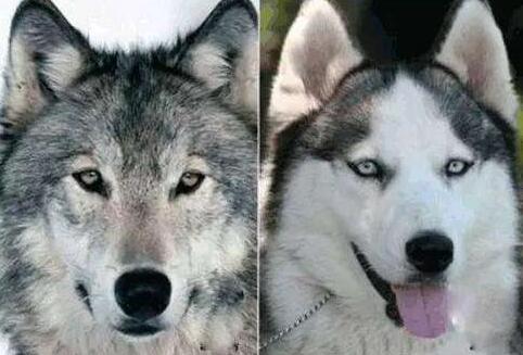 狼会把土狗当成同类吗,狼会把狗当成什么