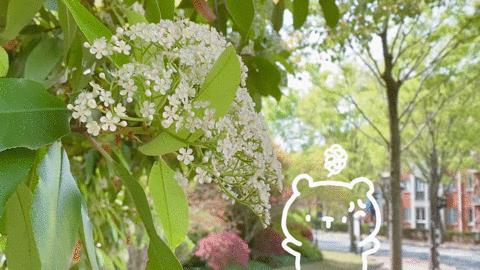 这几天的松江，可真叫人左右为“楠”……