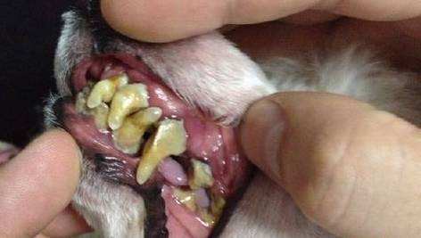 狗狗护牙方法大全,狗狗怎么护理狗牙