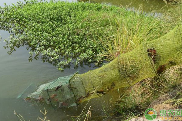 捕捞小龙虾用多大地笼,小龙虾如何起捕率高