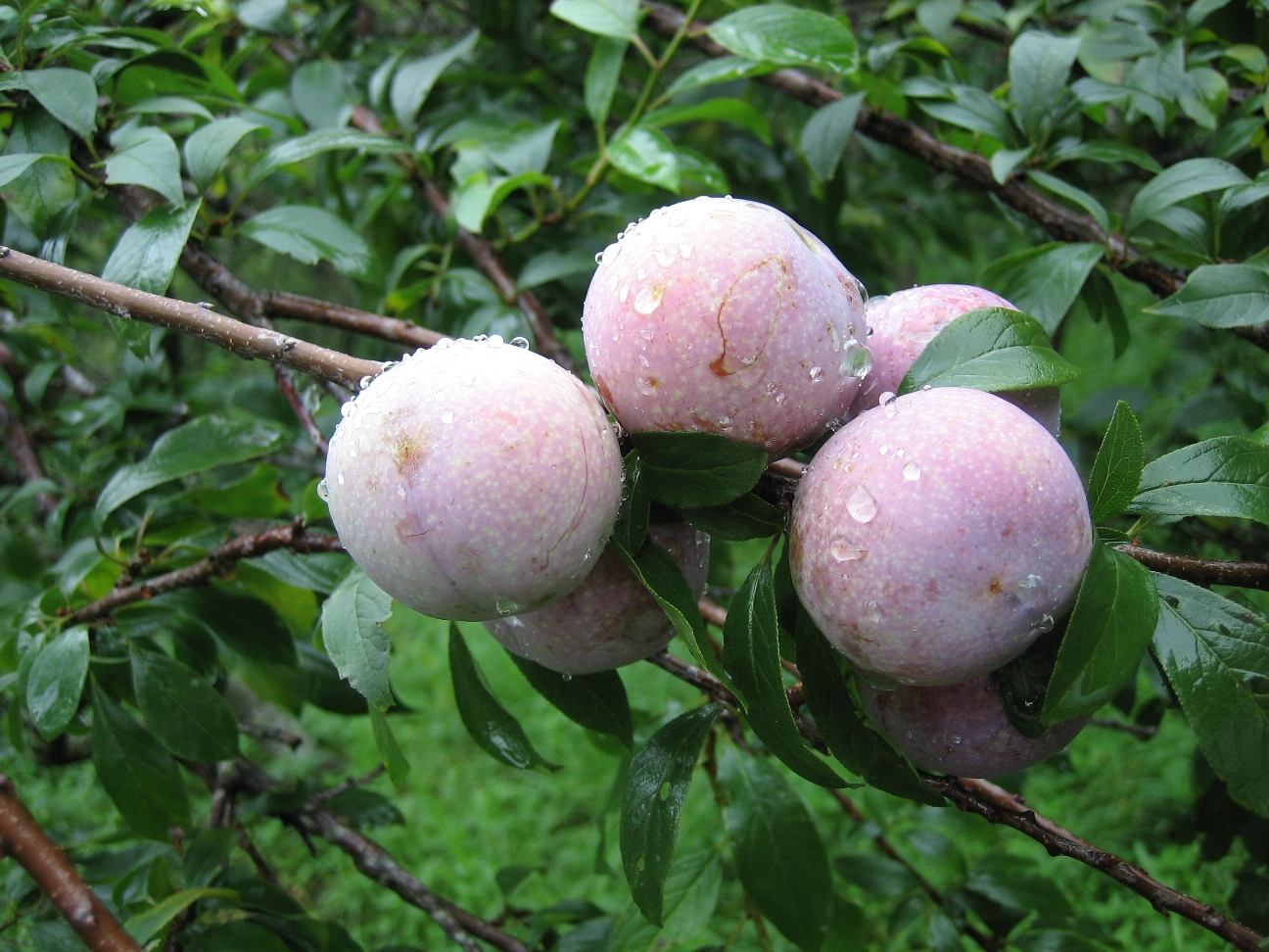 翁源三华李口感,三华李甜