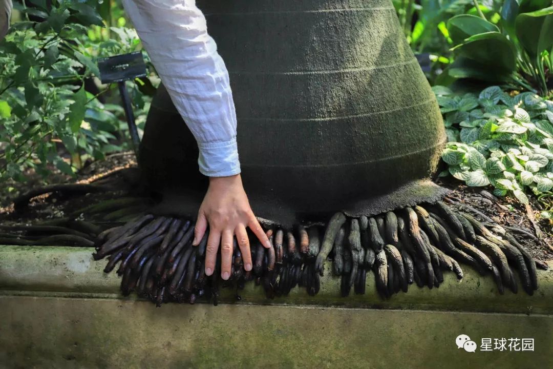 二木带你游花园|邱园（kewgarden）离我们到底有多远？