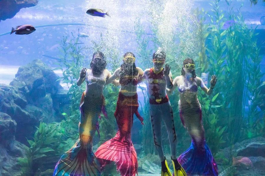 闈掑矝鏃呮父缃戠孩缇庨鎵撳崱鎺ㄨ崘,娴锋磱鍔ㄧ墿娴峰簳涓栫晫鎵撳崱