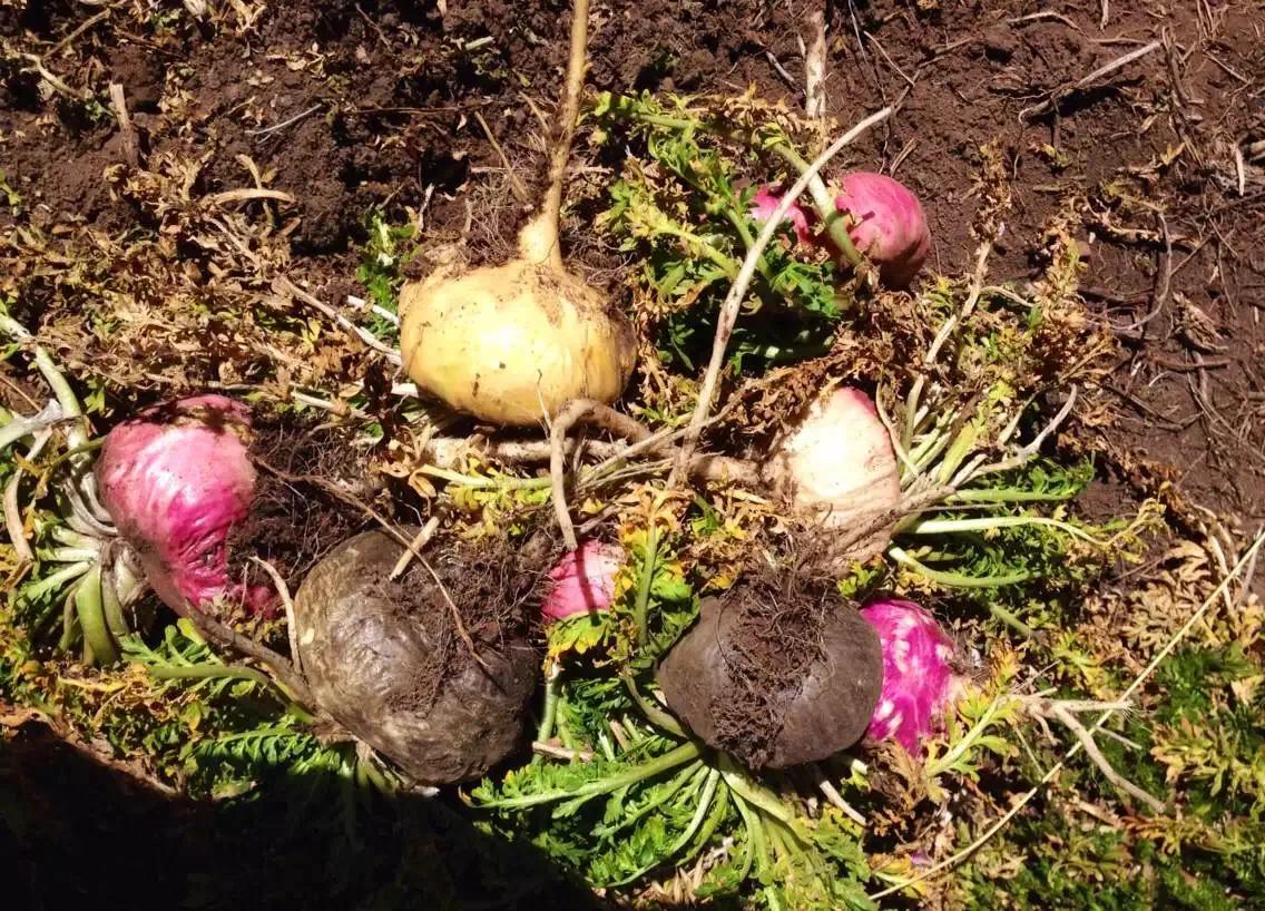 玛咖真实的情况,玛咖真实情况