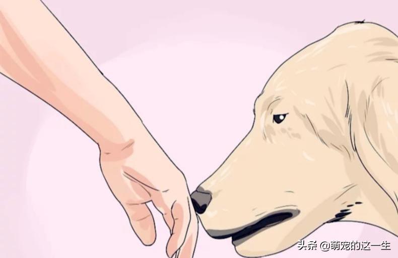 在路边看到流浪狗怎么办,遇到流浪狗如何不让它走