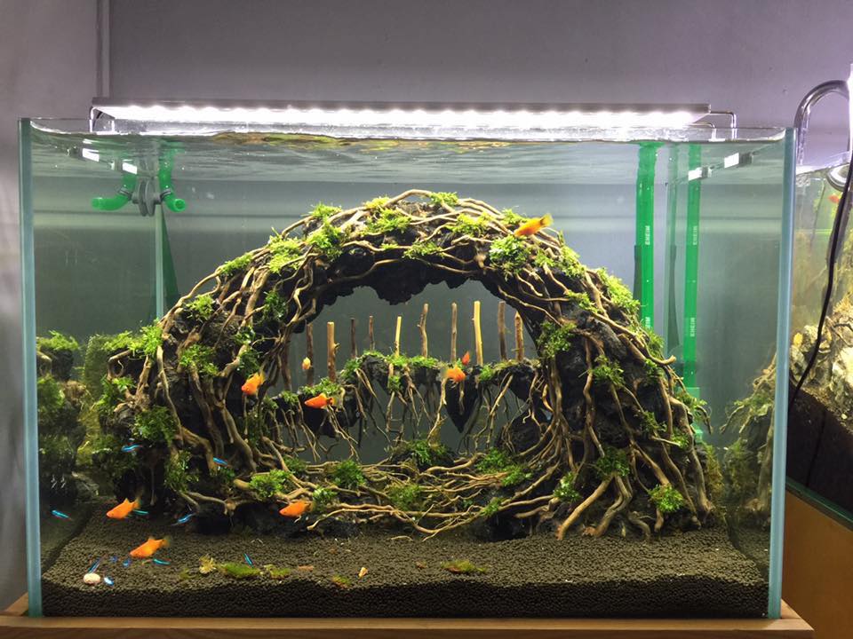 草缸水族店效果图,越南草缸