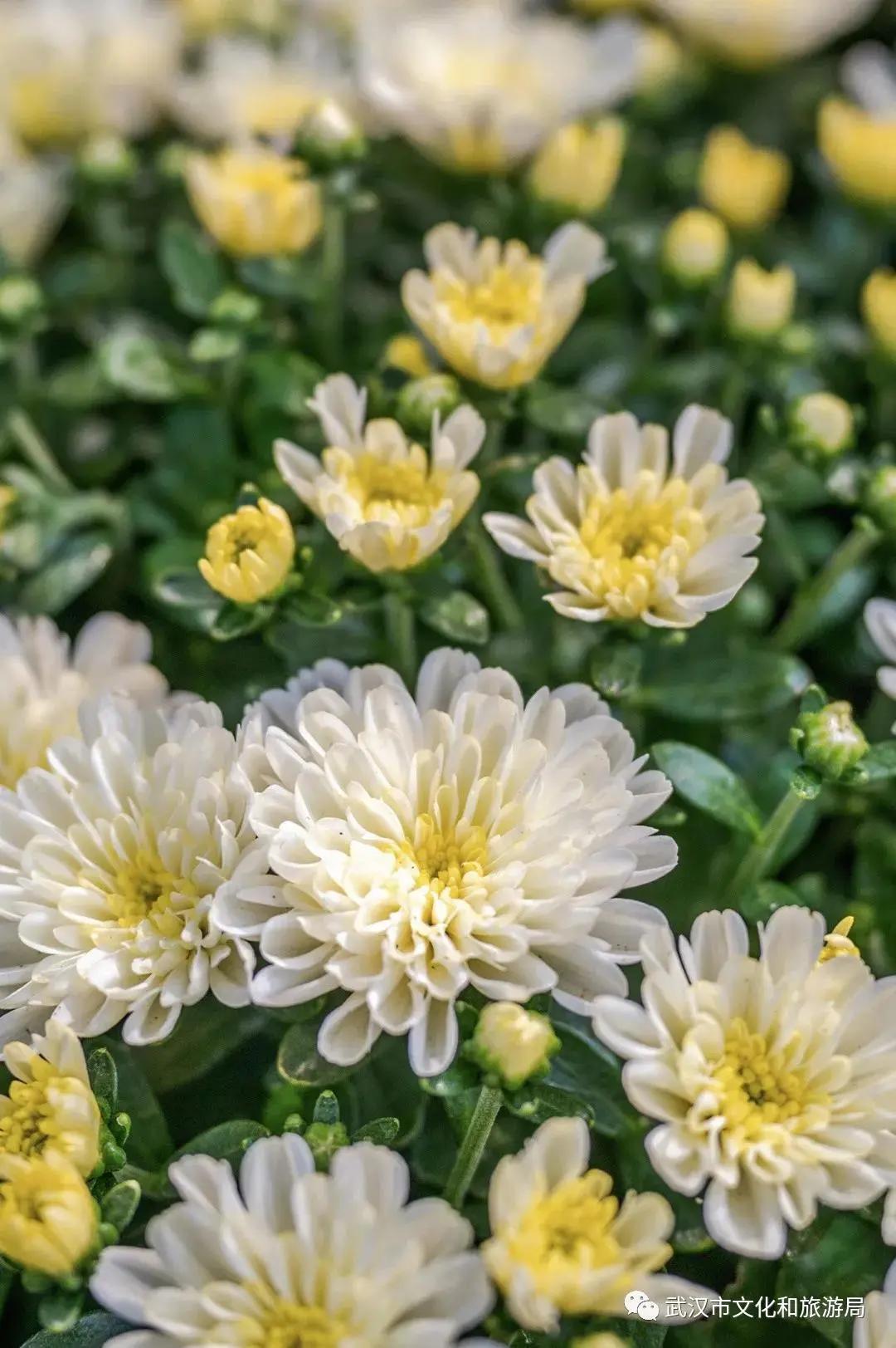 鏉ユ睙婊╄祻鑿婅姳,鑿婅姳鐑傛极