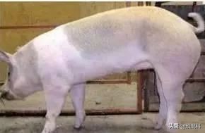 养猪实用技术——高产母猪的身体特征(图解)
