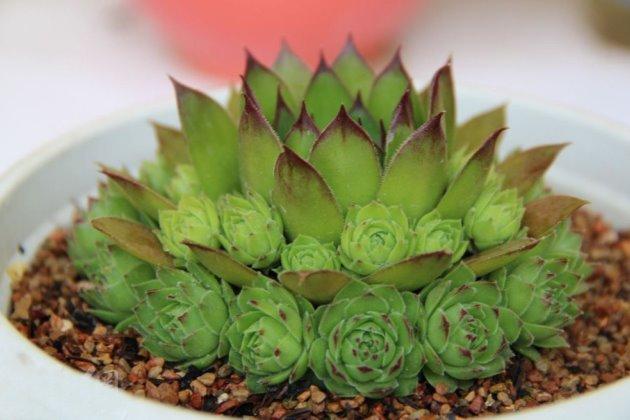 养观音的小妙招,养观音莲的好处