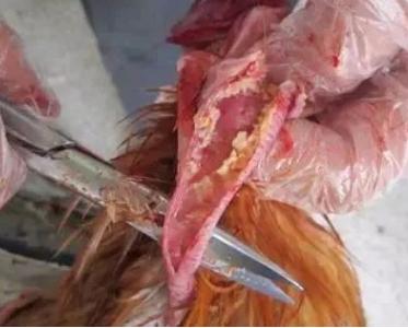 传染性喉气管炎,传染性支气管炎的分类