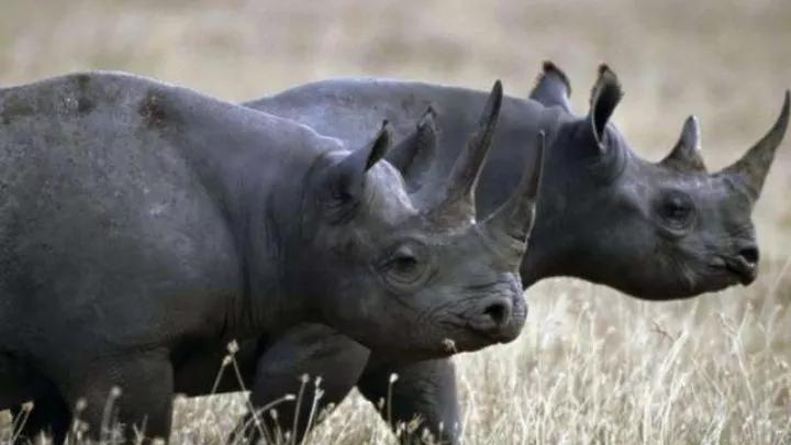 地球上的动物杀手,地球杀手完整版