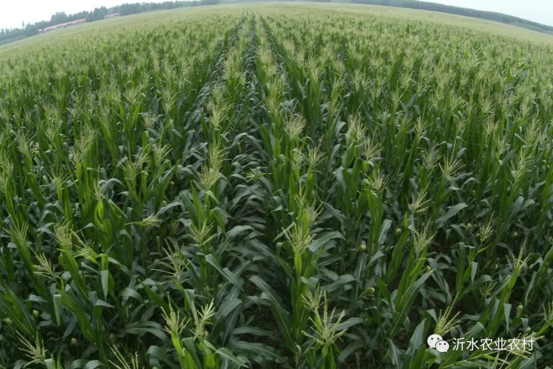 种养产业推动乡村振兴工作,我县壮大特色农业引领乡村振兴