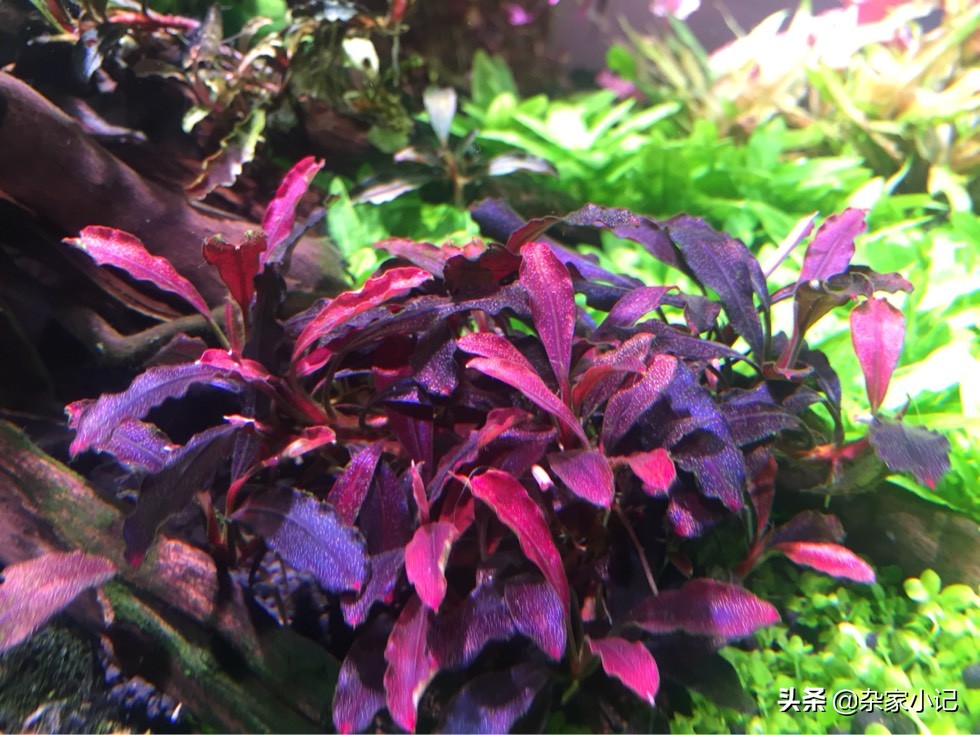 草缸辣椒榕大树造景,草缸辣椒榕怎么修剪