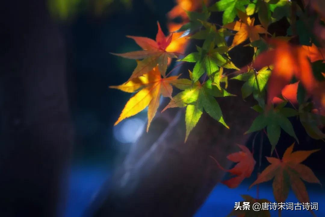 秋日读诗视频,给孩子读诗秋日