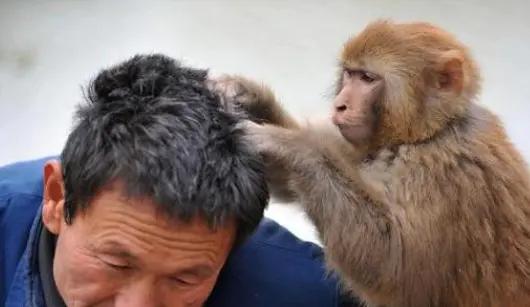 三十年前的虱子为什么消失了,虱子为什么八十年代多