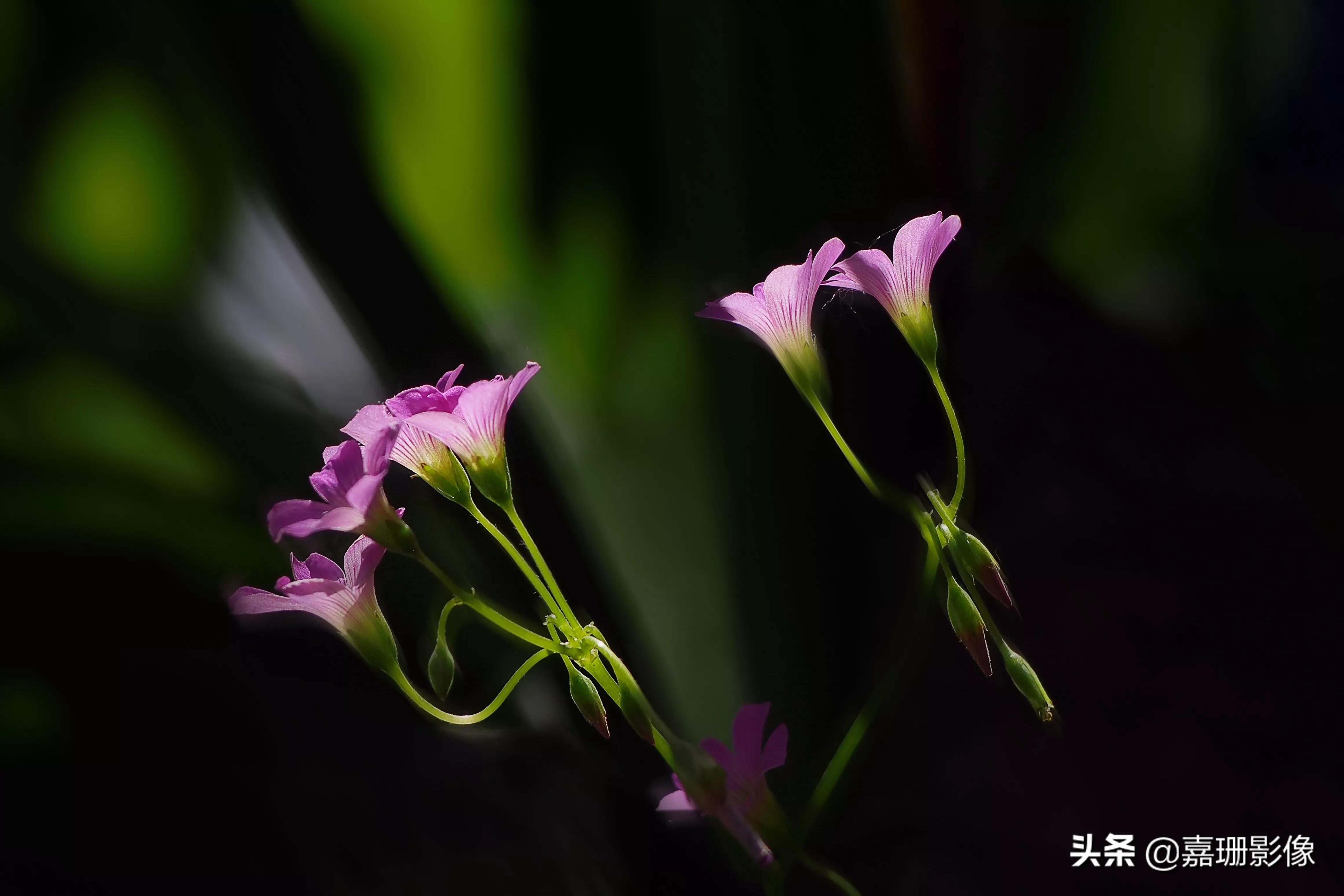 看看花容，听听花语2020年我镜头里的百种花卉