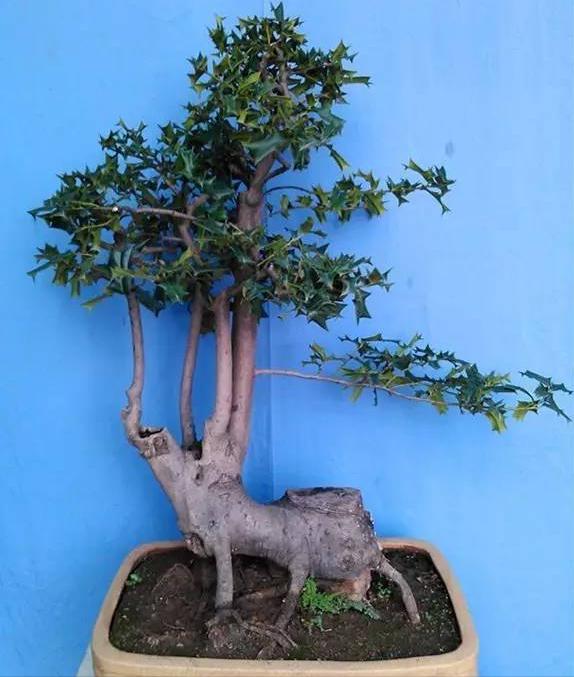 种植致富树的成功案例,农村创业种植什么树赚钱