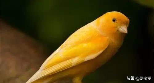 亳州芙蓉鸟养殖,芙蓉鸟合法养殖吗