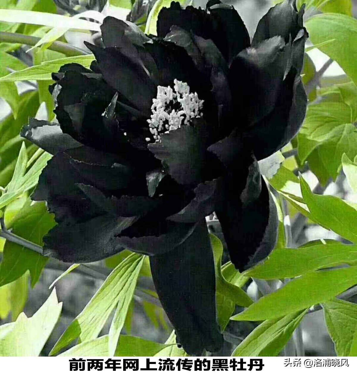 牡丹的名贵品种黑牡丹和绿牡丹,牡丹的稀有品种绿牡丹和黑牡丹