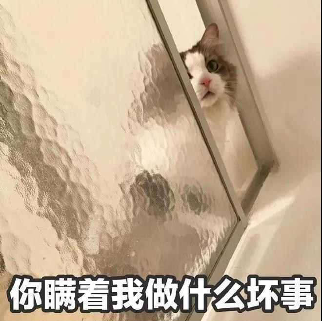 想成为猫医生怎么做,怎么给猫咪剃毛的步骤