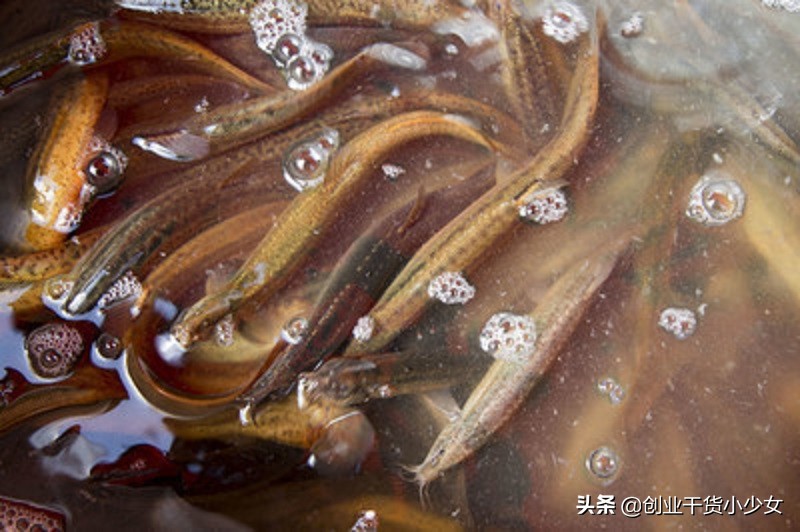 水泥池养殖泥鳅挣钱吗现在多少钱,泥鳅养殖致富项目