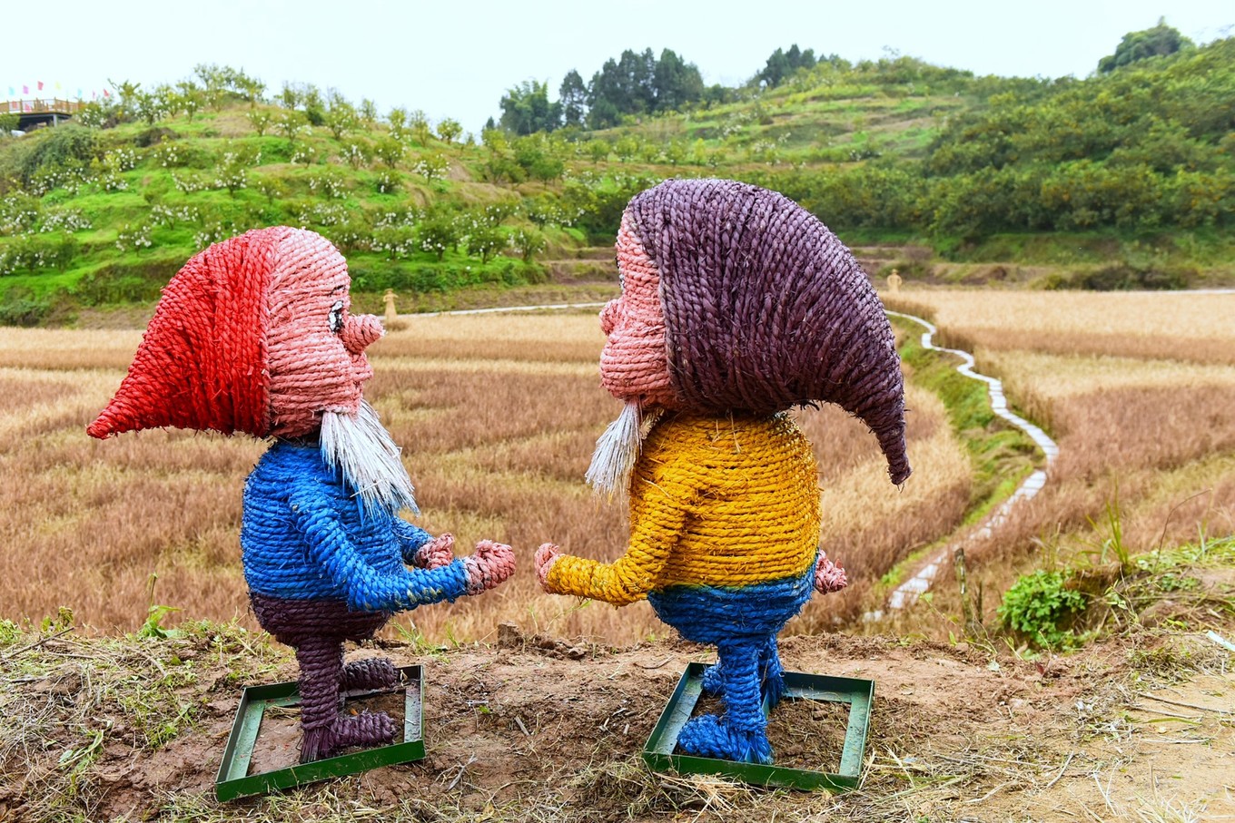 重庆市忠县柑橘园,柑橘之乡忠县