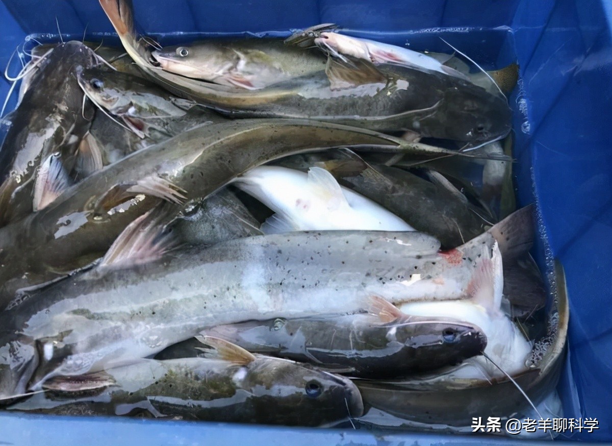 三男子猎捕芝麻剑被刑拘,3男子猎捕芝麻剑被刑拘