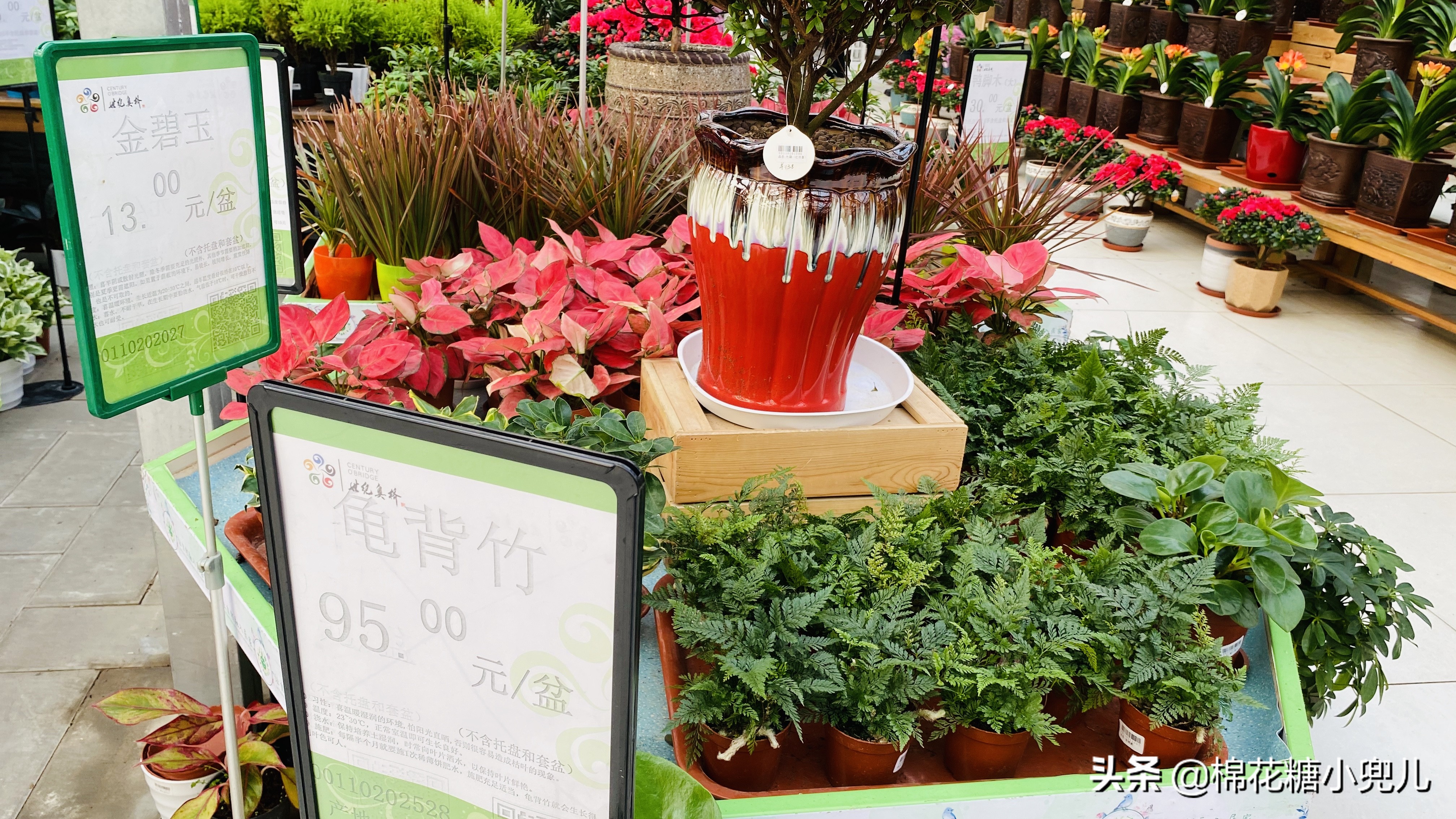 北京南四环花卉绿植批发市场,北京开一家鲜花店