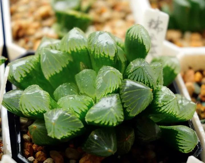 50款最红的多肉一棵多少钱,2021多肉植物掉价最多品种