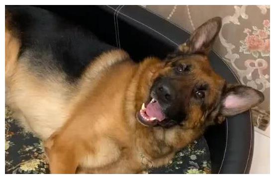 德牧太调皮怎么训练,德牧为什么那么调皮