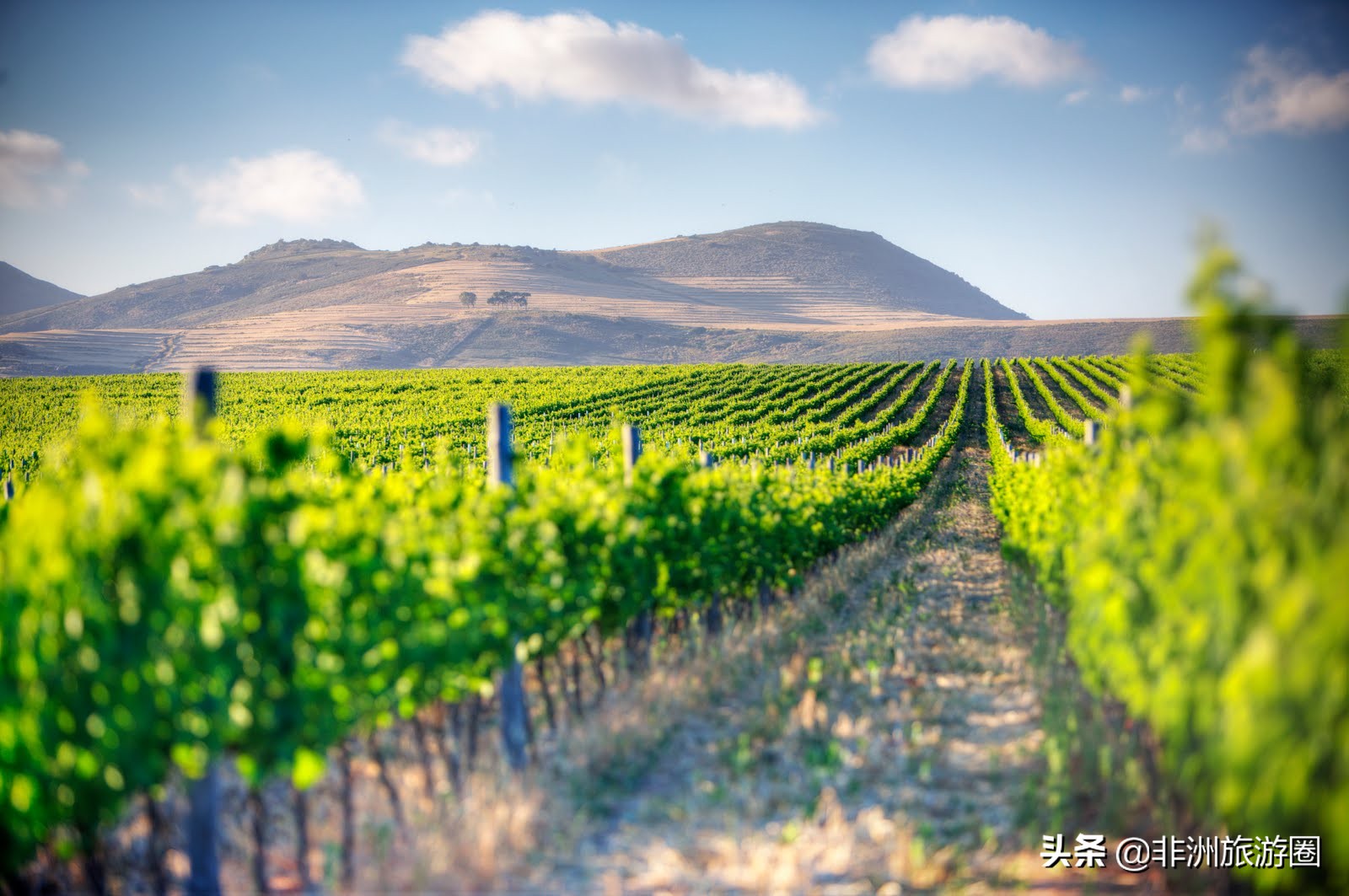 南非有什么葡萄酒好喝又便宜,南非葡萄酒品种