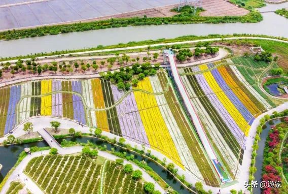 又到了薰衣草盛开的季节,上海市薰衣草花海