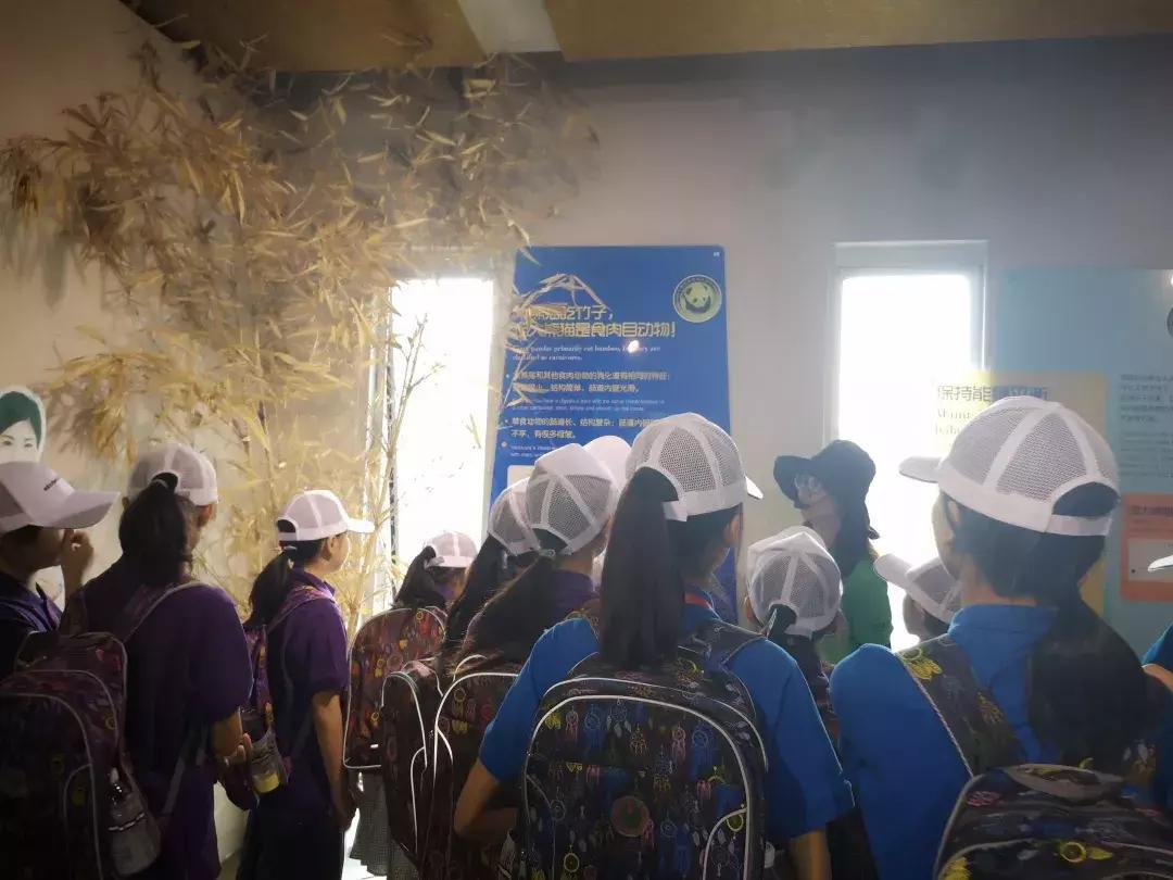 讲解大熊猫,大熊猫科普上课