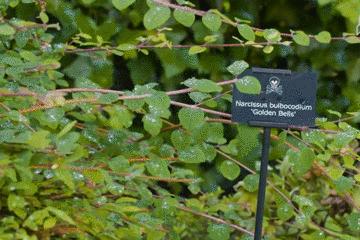 世上最毒的花园,最毒的花园有多可怕