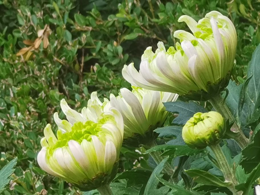沈阳铁西区上空轰鸣声,沈阳早上听到轰鸣声