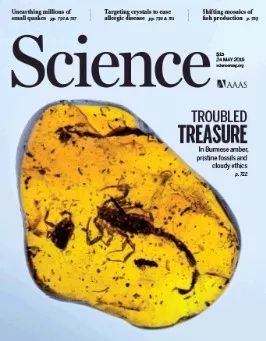 缅甸琥珀复原过程,缅甸琥珀中发现化石