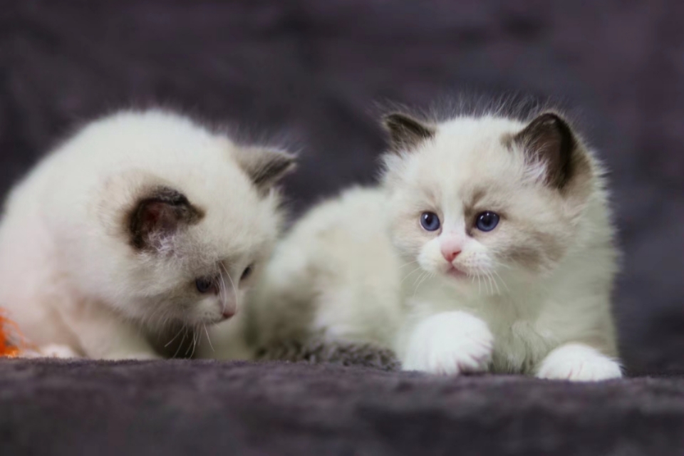 如何挑选布偶猫这几点需要注意,怎样挑选布偶猫的品相