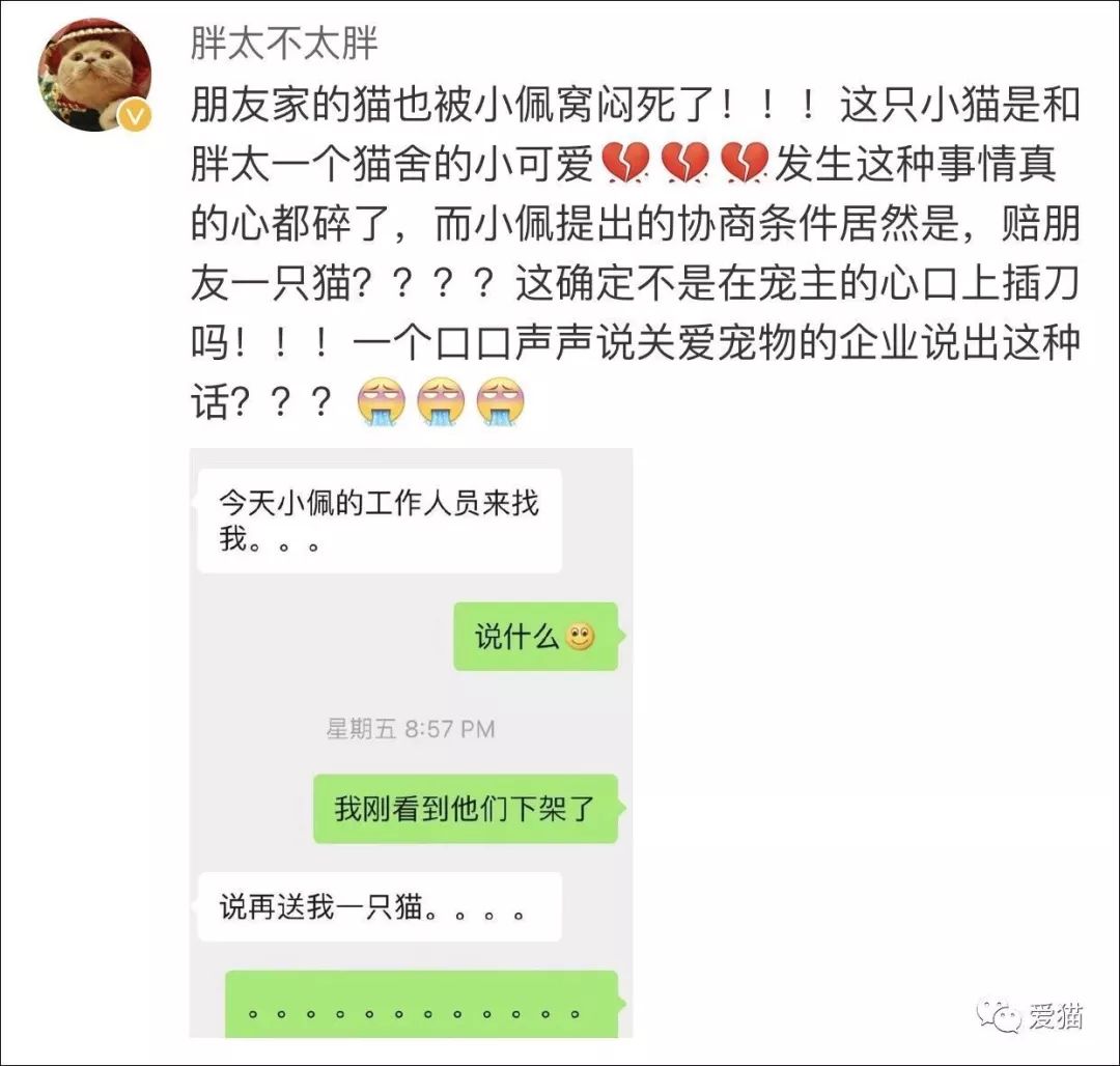 小佩闷死猫事件,小佩猫窝闷死猫