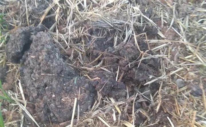 养花技巧土壤板结,养花小技巧土壤变酸变碱