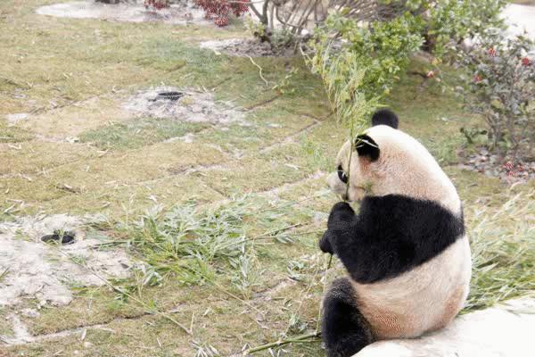 南通森林野生动物世界好玩吗,南通森林野生动物园门票团购