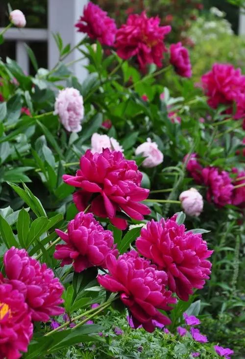 中国十大名花惊艳千年,中国十大名花美极了