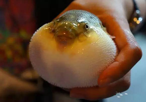 海鲜大全,最全海鲜冷知识