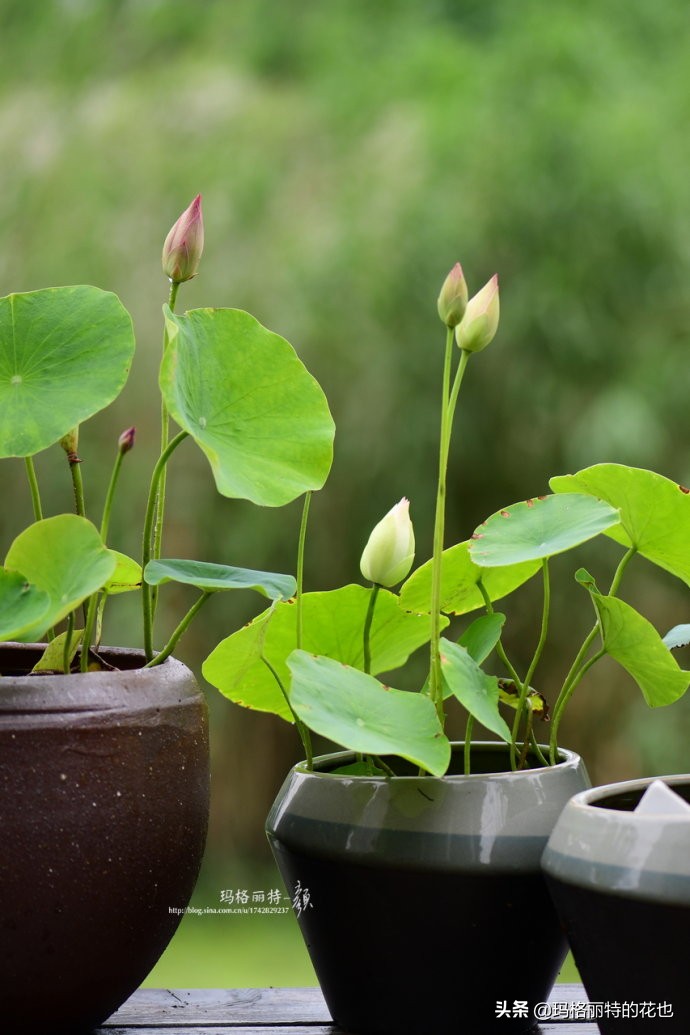 种碗莲要注意的几点,碗莲需要重复种植吗