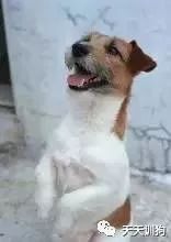 母狗没奶水不足怎么办,母狗奶水不足了怎么办