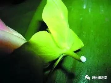 常见有毒红宝石多肉植物,最常见的多肉植物有毒吗