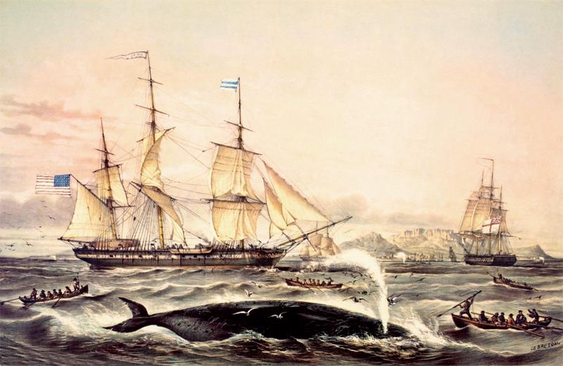 海域发现最大的鲸鱼,现在发现海上最大鲸鱼有多大