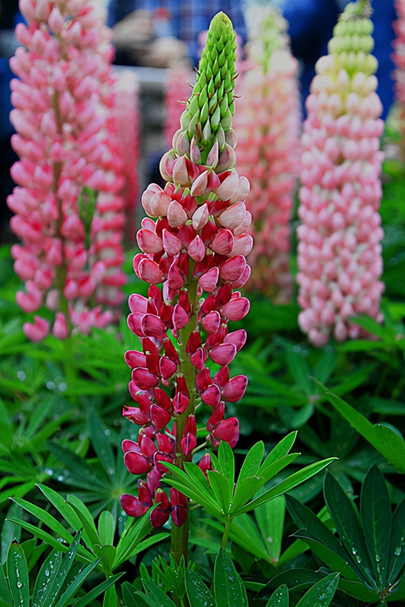 绿化带常见植物名称及图片,100种绿化带或路边常见的花草