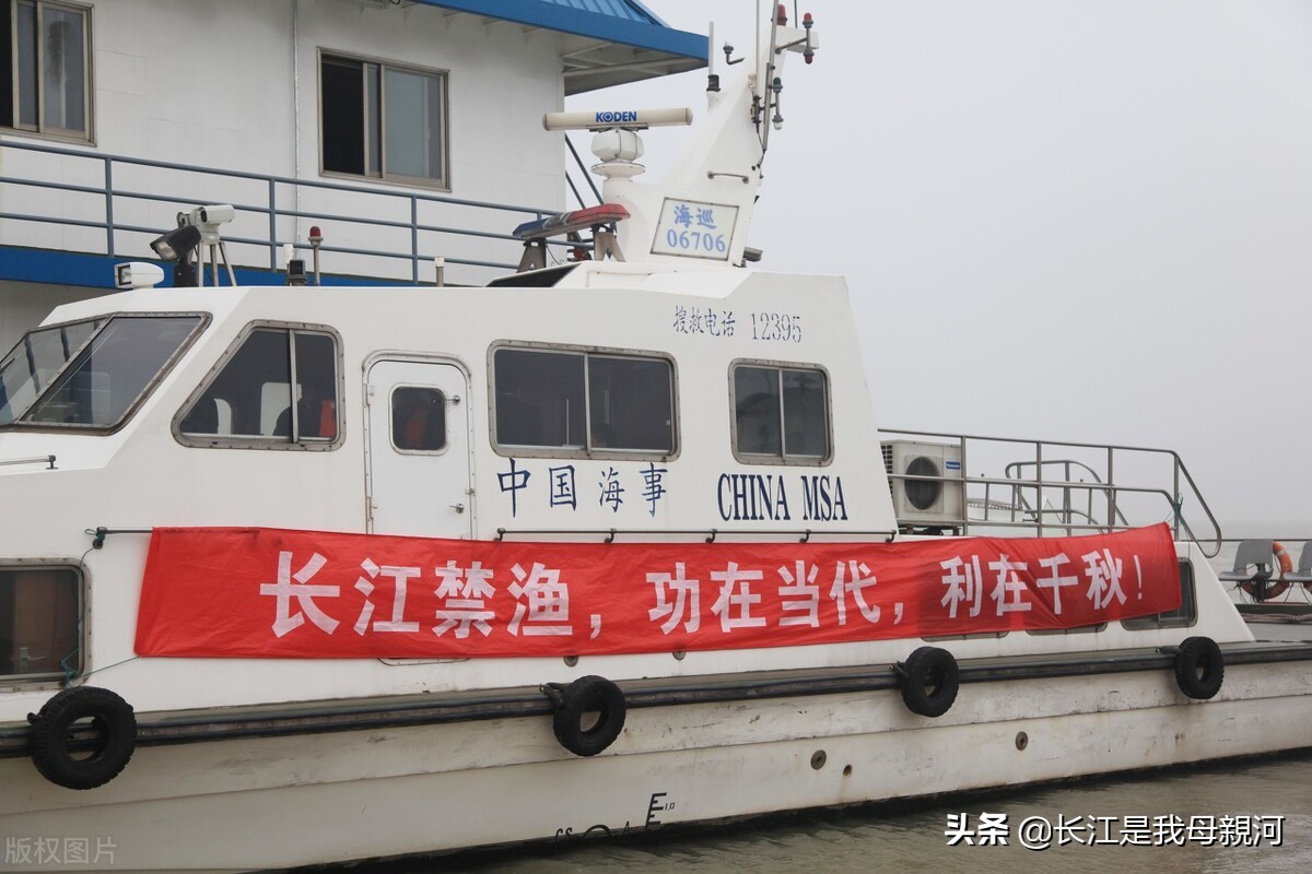 长江禁渔期鱼满为患,长江十年禁渔鱼满为患
